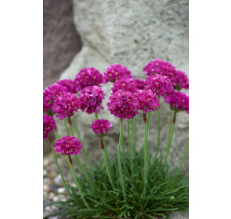 Armeria maritima Armada Rose / Trávnička prímorská, K9
