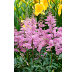 Astilbe x arendsii ´Younique Lilac´ / Astilba, C1,5