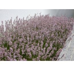 Lavandula angustifolia ´Rosea´ / Levanduľa úzkolistá, K9