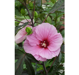 Hibiscus moscheutos ´Oak Soft Pink´ / Ibištek bahenný veľkokvetý ružový, K11