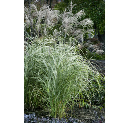 Miscanthus sinensis 'Rigoletto' / Ozdobnica čínska, K11