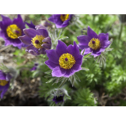 Pulsatilla vulgaris ´Bells Violet´ / Poniklec, K9
