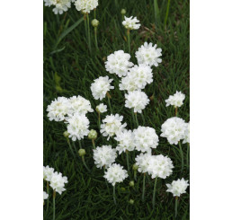 Armeria maritima Armada White / Trávnička prímorská, K9