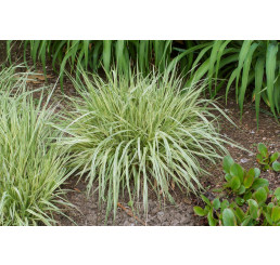 Molinia caerulea ´Variegata´ / Bezkolenec , K9