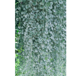 Dichondra micrantha ´Silver Falls´ / Strieborný vodopád, bal. 6 ks sadbovačov