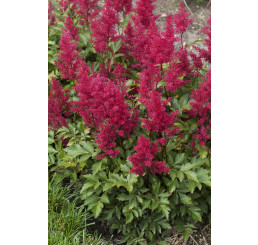 Astilbe japonica 'Red Sentinel' / Astilba japonská, K14