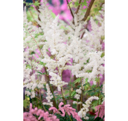 Astilbe x arendsii ´Diamant´ / Astilba, C1
