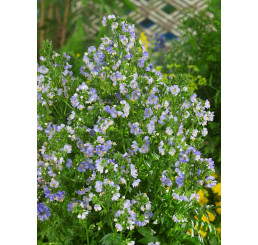 Polemonium caeruleum ´Heaven Scent´® / Vojnovka modrá, C1,5