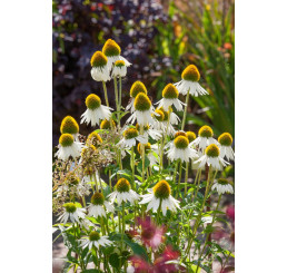 Echinacea purpurea ´Primadonna (R) White´ / Rudbekia, C1