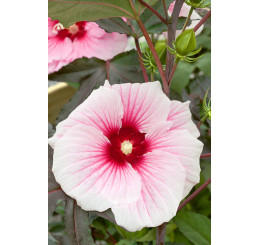 Hibiscus moscheutos ´Carousel® Pink Candy´ / Ibištek bahenný veľkokvetý , 30-40 cm, C2