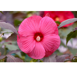 Hibiscus moscheutos ´Carousel® Pink Passion´ / Ibištek bahenný veľkokvetý ružový, 30-40 cm, C2