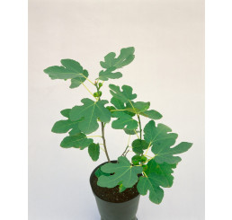 Ficus carica BIO / Figovník BIO, 20-30 cm, K12