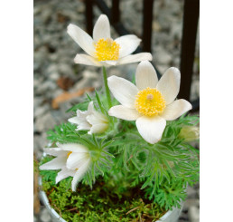 Pulsatilla vulgaris ´Alba´/ Poniklec, K9