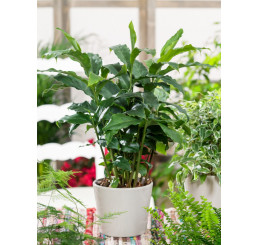 Elettaria cardamomum BIO / Kardamóm so škoricovou arómou, 20-30 cm, K12