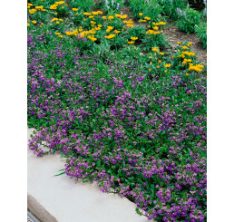 Scaevola Ventia Blue / Vejárovka, bal. 6 ks, 6x K7