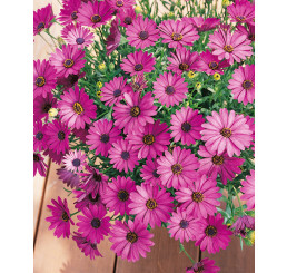 Osteospermum ´Compact Neon Dark Eye ´®Erato / Osteospermum, bal. 6 ks, 6x K7