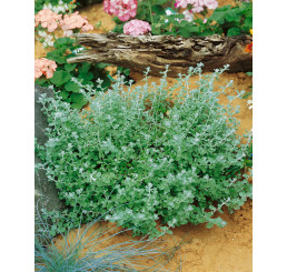 Helichrysum petiolare ´Silver Mini´ / Helichrysum, bal. 6 ks sadbovačov