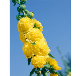 Alcea rosea ´Sunshine´ / Topoľovka žltá, C1,5
