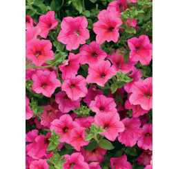 Petunia Surfinia® ´Hot Pink 05´/ Petúnia sýtoružová jednoduchá, bal. 6 ks sadbovačov