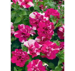 Petunia Tumbelina ´Cherry Ripple´ / Petúnia ružovobiela plná, bal. 6 ks, 6x K7