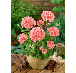 Pelargonium zonale ´pac®Calais´ / Muškát krúžkovaný, K7