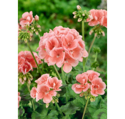 Pelargonium zonale ´pac®Calais´ / Muškát krúžkovaný, K7