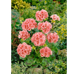 Pelargonium zonale ´pac®Calais´ / Muškát krúžkovaný, bal. 6 ks, 6xK7