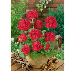 Pelargonium zonale ´Anthony´ / Muškát krúžkový žiarivo červený, K7