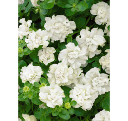 Petunia ´Double White Surfinia´® / Petúnia plnokvetá biela, bal. 6 ks sadbovačov