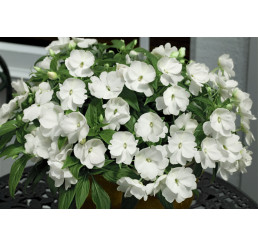 Impatiens ´New Guinea White´ / Netýkavka biela, K7