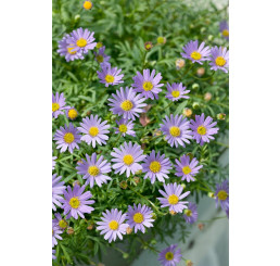 Brachyscome ´Brasco Violet´ / Bachyscome, K7