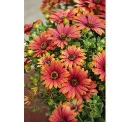 Osteospermum ´Orange-Pink´ / Osteospermum, bal. 3 ks, 3xK7