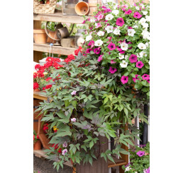 Ipomoea ´Papas Red´® / Ipomea červená, K7