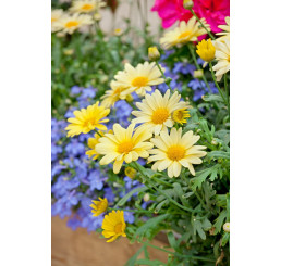 Argyranthemum pac® Day-Zee® Yellow / Chryzantémovka, K7