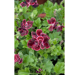 Pelargonium grandiflorum ´Aristo Beauty´ / Muškát veľkokvetý červený, bal. 3 ks, 3x K7