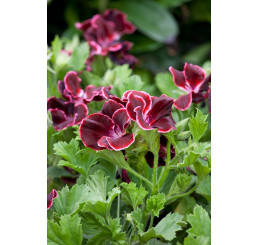 Pelargonium grandiflorum ´Aristo Beauty´ / Muškát veľkokvetý červený, K7