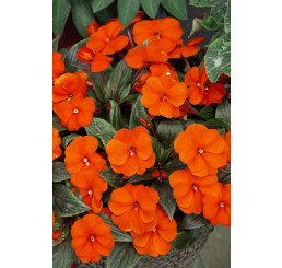 Impatiens ´New Guinea Orange´ / Netýkavka oranžová, K7