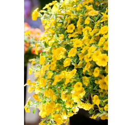 Calibrachoa Calipetite® Yellow Impr. / Mnohokvetá petúnia, K7