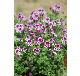 Pelargonium crispum ´pac®Angeleyes® Randy´ / Muškát anglický, bal. 3 ks, 3x K7