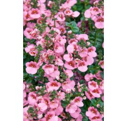Diascia ´Elfjes® Rose XXL´ / Diascia, bal. 6 ks, 6x K7