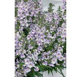Angelonia ´pac®Angelos Bicolor´ / Angelónia, K7