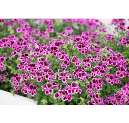 Pelargonium crispum ´pac® Angeleyes® Blueberry´ / Muškát anglický, K7