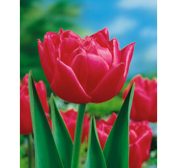 Tulipa ´Queen of Marvel´ / Tulipán, bal. 5 ks, 11/12