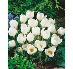 Crocus ´Ard Schenk´ / Botanický šafran, bal. 15 ks, 5/+