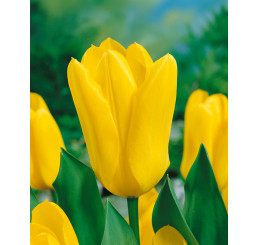 Tulipa ´Candela´ / Tulipán, bal. 10 ks, 11/12