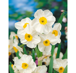 Narcis paperwhite ´Avalanche´ / Narcis aj do kvetináča, bal. 5 ks, 13/15