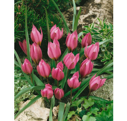 Tulipa ´Pulchella Humillis´ / Tulipán, bal. 5 ks, 6/+