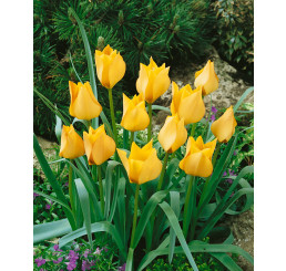 Tulipa ´Honky Tonk´ / Tulipán, bal. 10 ks, 6/+