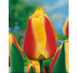 Tulipa ´Apeldoorn´ s Elite ´/ Tulipán, bal. 10 ks, 11/12