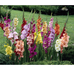 Gladiolus mix / Zmes mečíkov, bal. 50 ks, 10/12, SUPERCENA